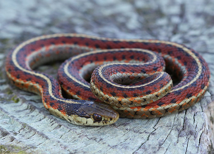 Coast Garter Snake